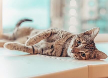 Домашняя передержка кошек и маленьких собак