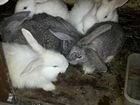 Продам кроликов 1,5. 2 месяца Кузнецком р