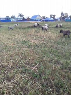 Овцы ярки рамановские - фотография № 6