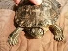 Красноухая черепаха с аквариумом, торг объявление продам