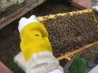 Пчелы пчелосемьи отводки
