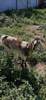 Дойная нубийская коза - фотография № 1